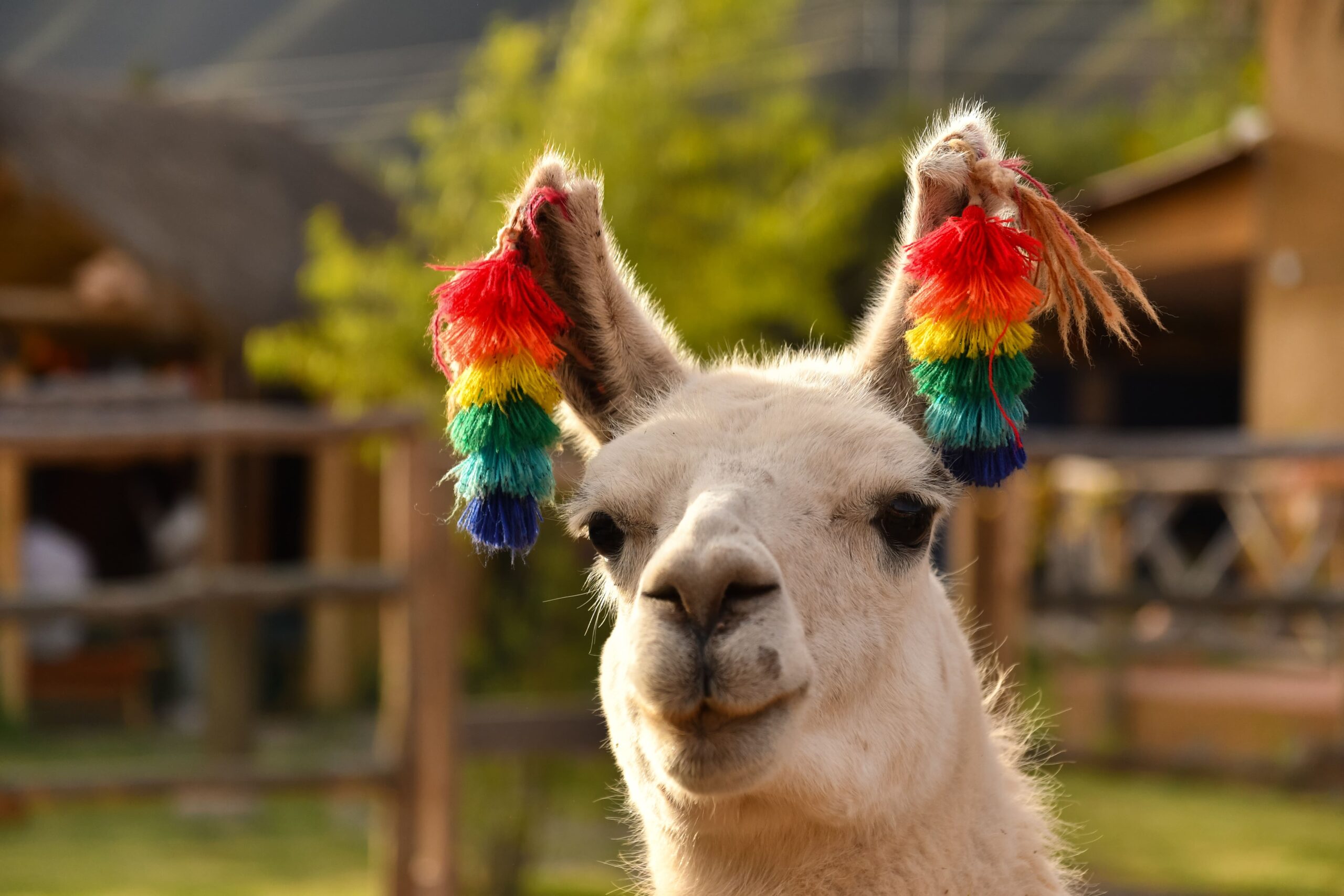 a-very-adorable-alpaca-in-peru-2022-10-31-21-56-21-utc-min